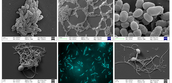 Microorganisms